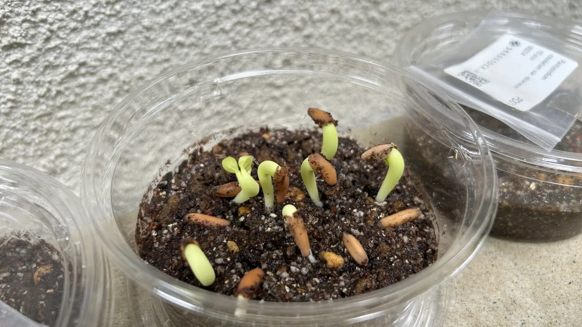 Adenium arabicum 'Black Skin' (アデニウム ブラックドラゴン)