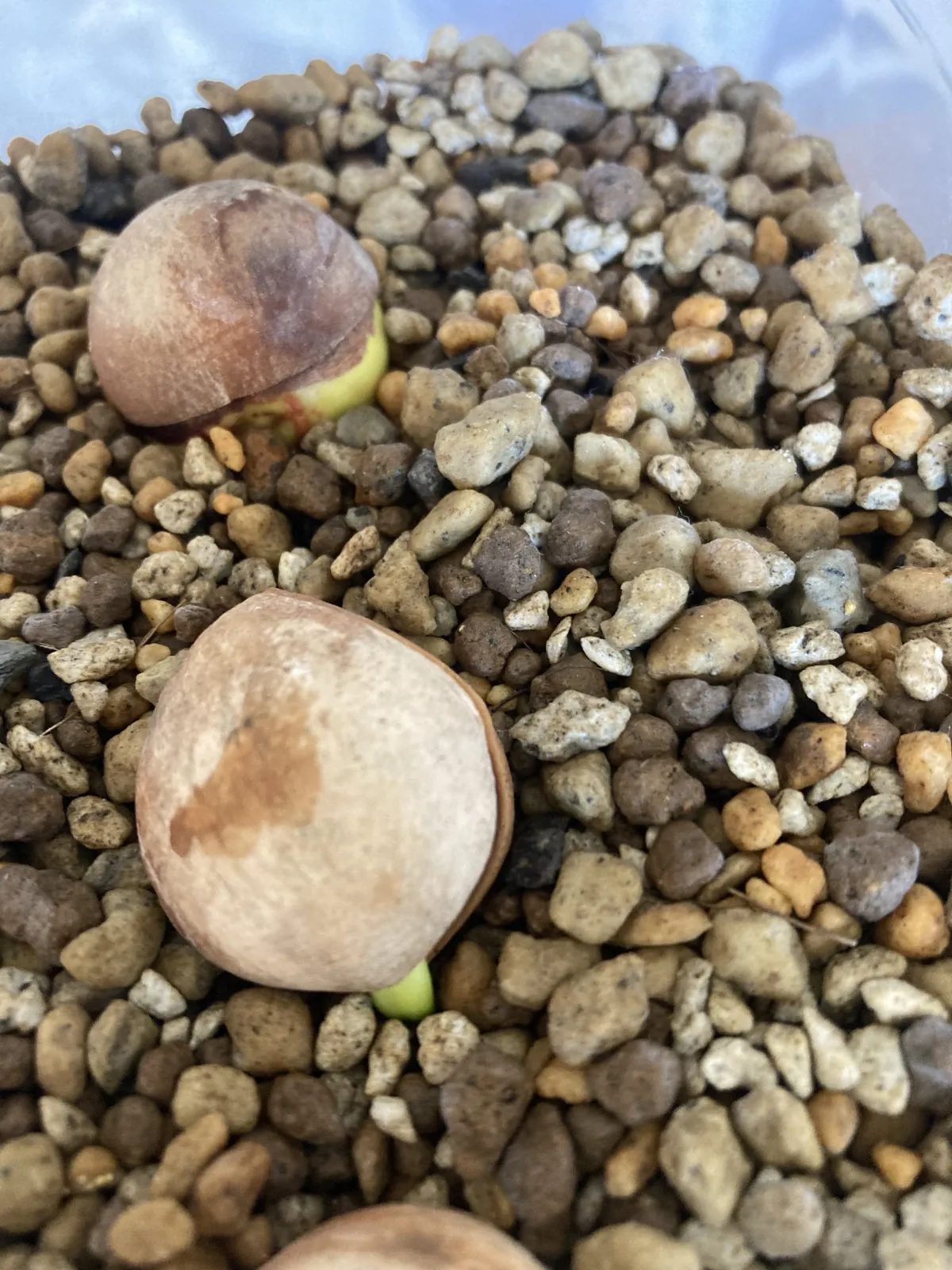 Cycas siamensis (サイカス サイアメンシス)