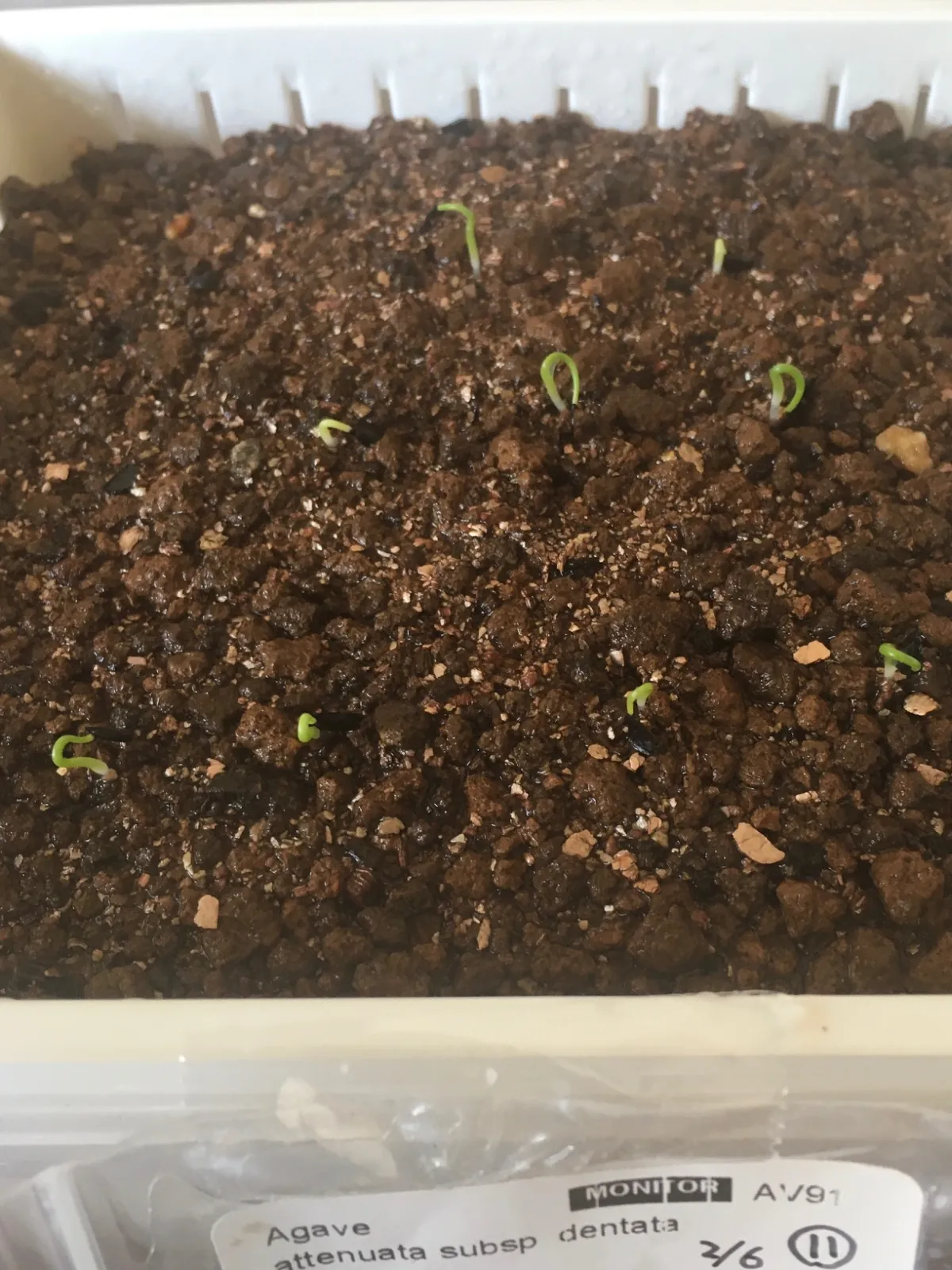 Agave attenuata subsp. dentata (アガベ アテナータ デンタータ)