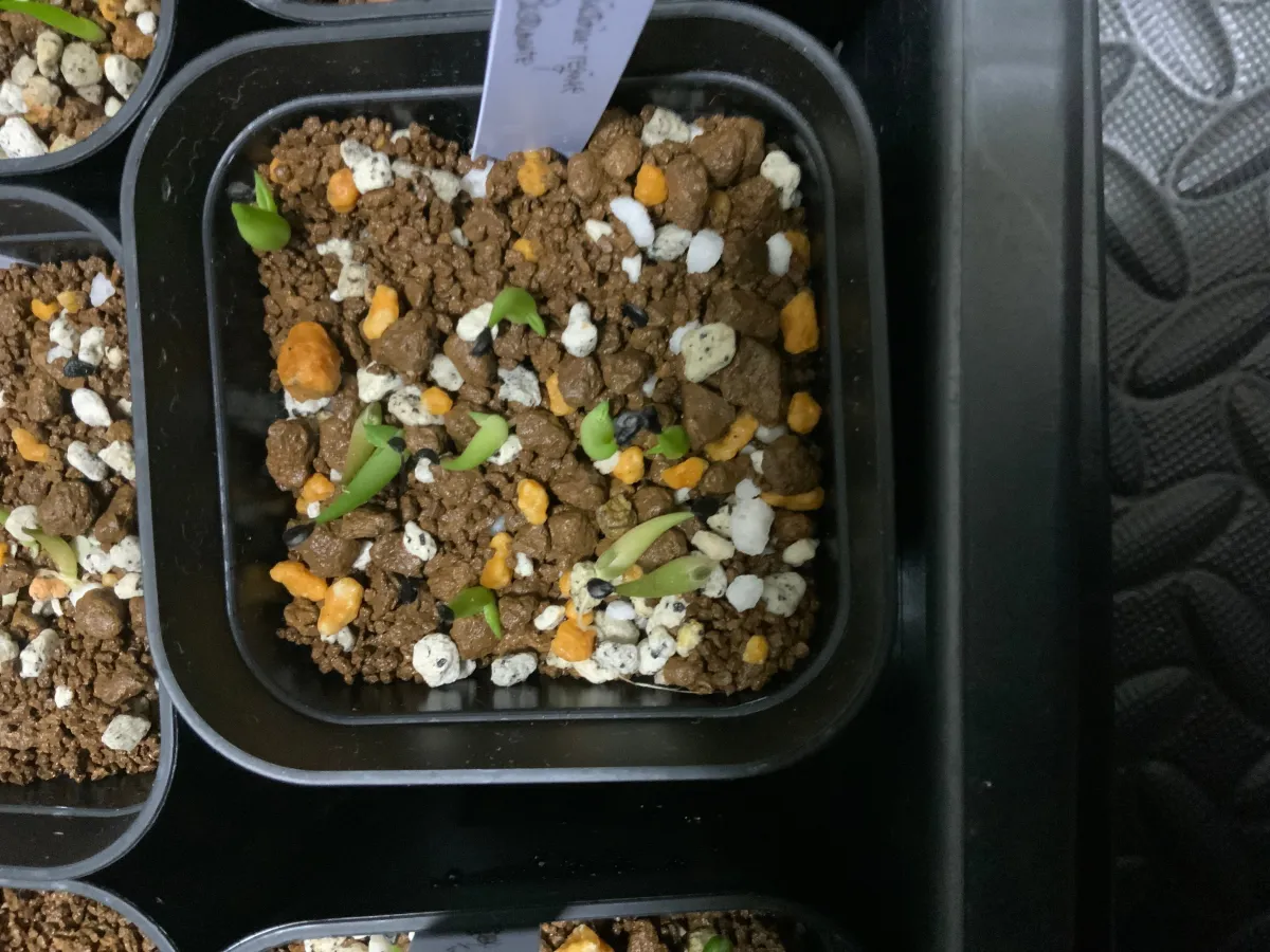 Agave victoriae-reginae 'Bustamante' (アガベ バスタマンテ)