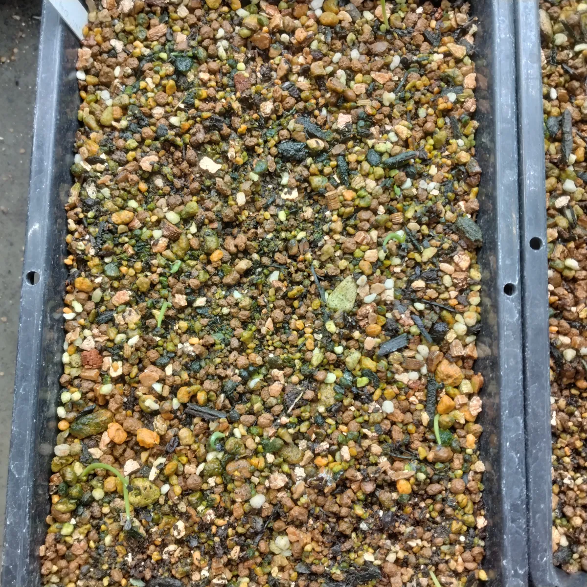 Agave filifera var. compacta (アガベ フィリフェラコンパクタ)