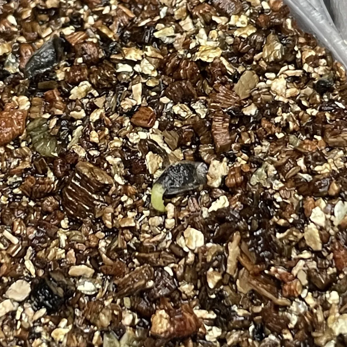 Aloe microstigma subsp. microstigma (アロエ ミクロスティグマ)