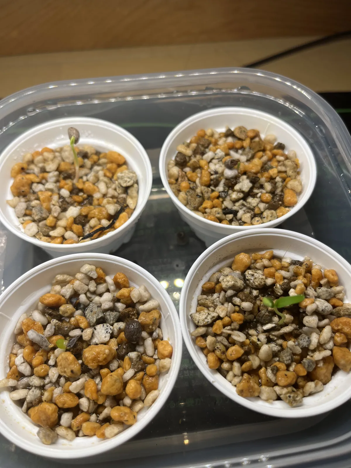 Operculicarya decaryi (オペルクリカリア デカリー)