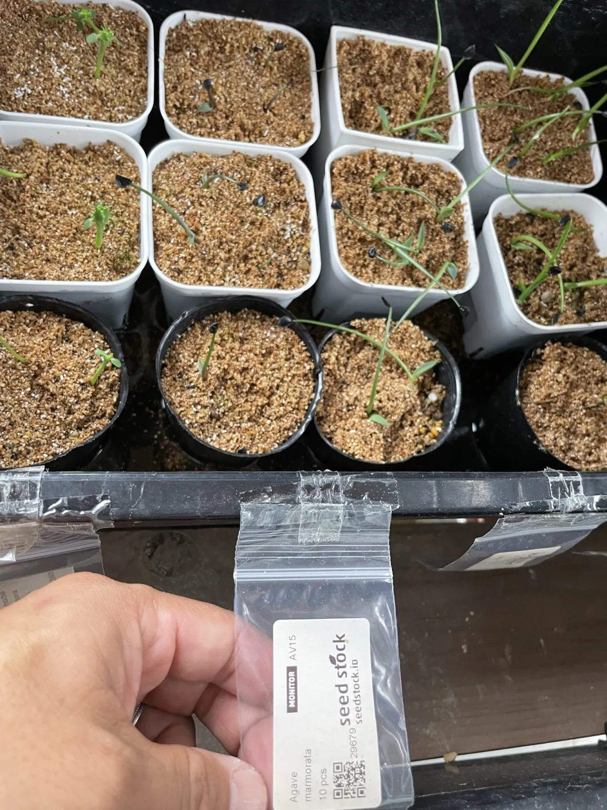 Agave marmorata (アガベ マルモラータ)