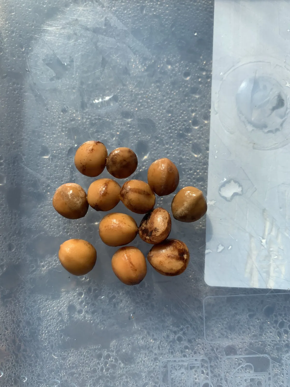 Commiphora campestris var. campestris (コミフォラ カンペストリス)