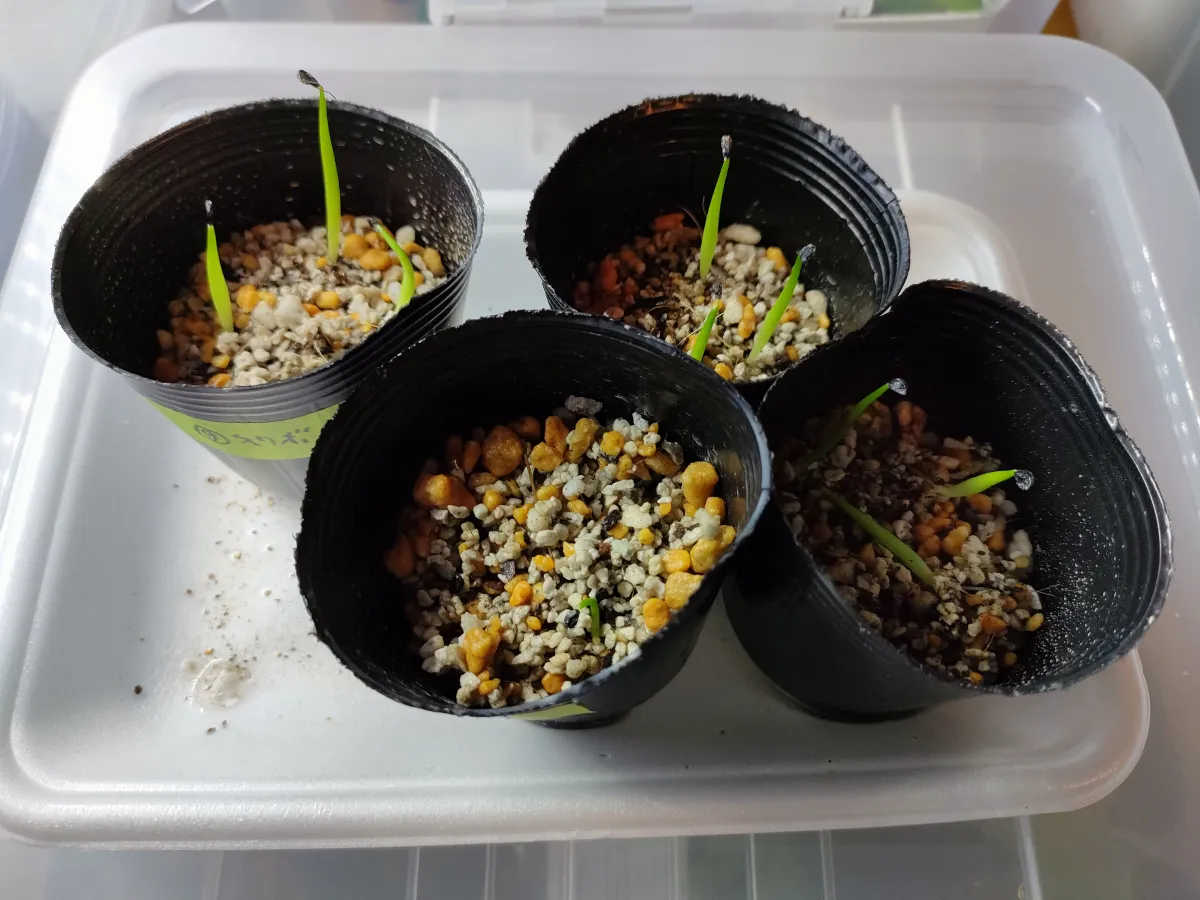 Agave victoriae-reginae ssp. swobodae swobodae (アガベ ビクトリアレジーナ スワボダエ)