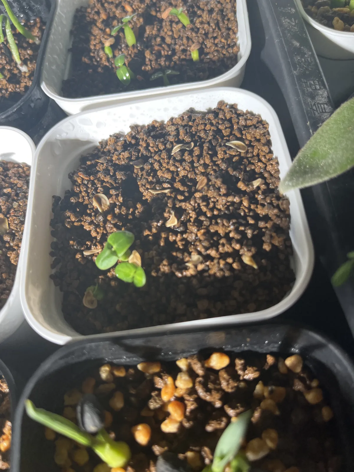 Fockea edulis (フォッケア 火星人)