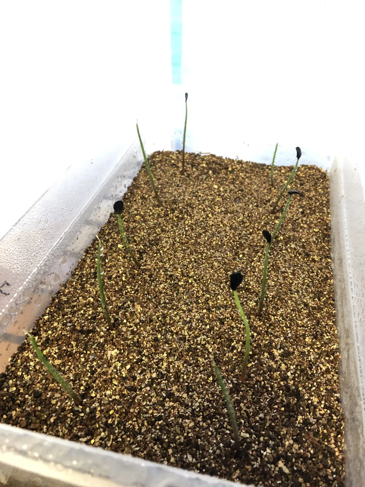 Agave cupreata (アガベ クプレアータ)