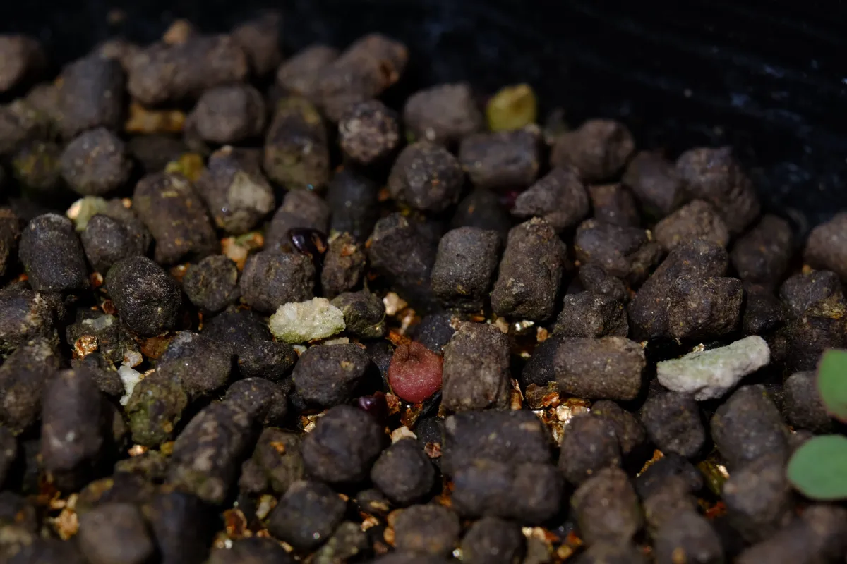 Astrophytum capricorne (アストロフィツム カプリコーン)