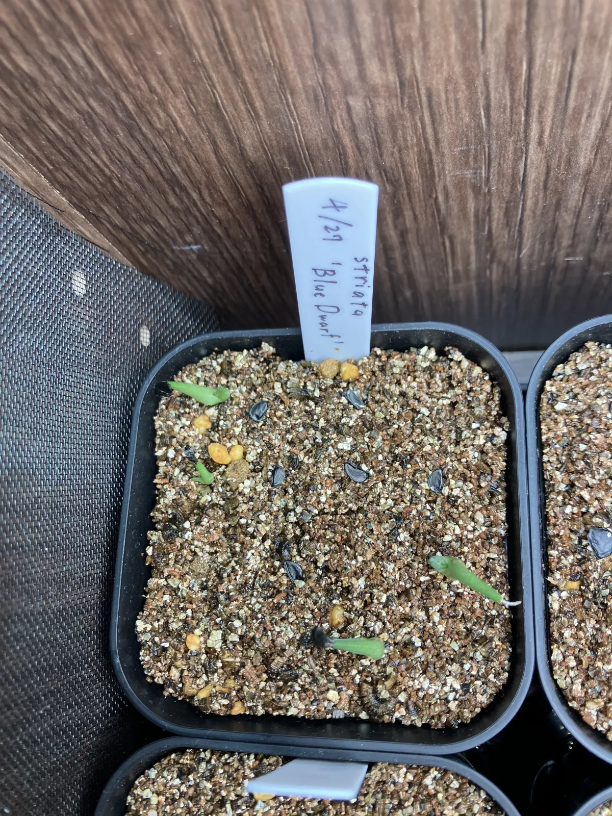 Agave striata subsp. striata Blue Dwarf (アガベ ストリアータ ブルードワーフ)