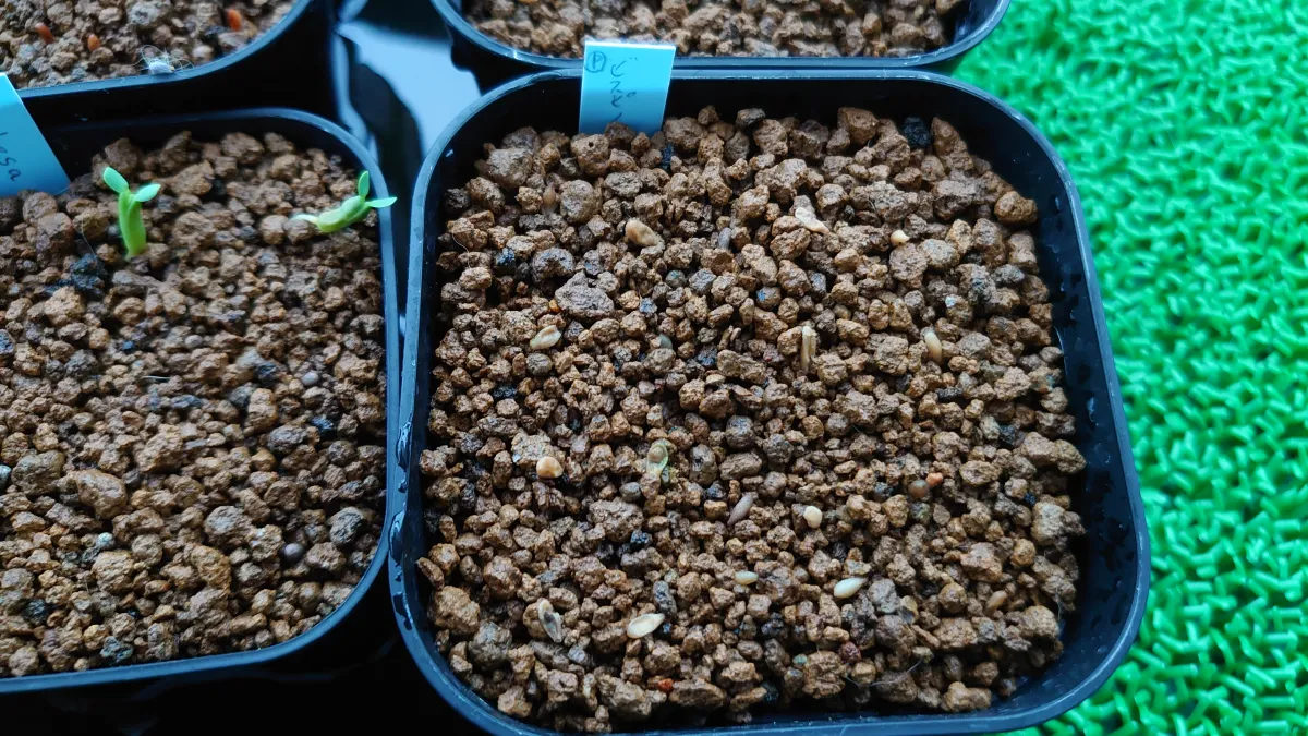 Pachypodium bispinosum (パキポディウム ビスピノーサム)