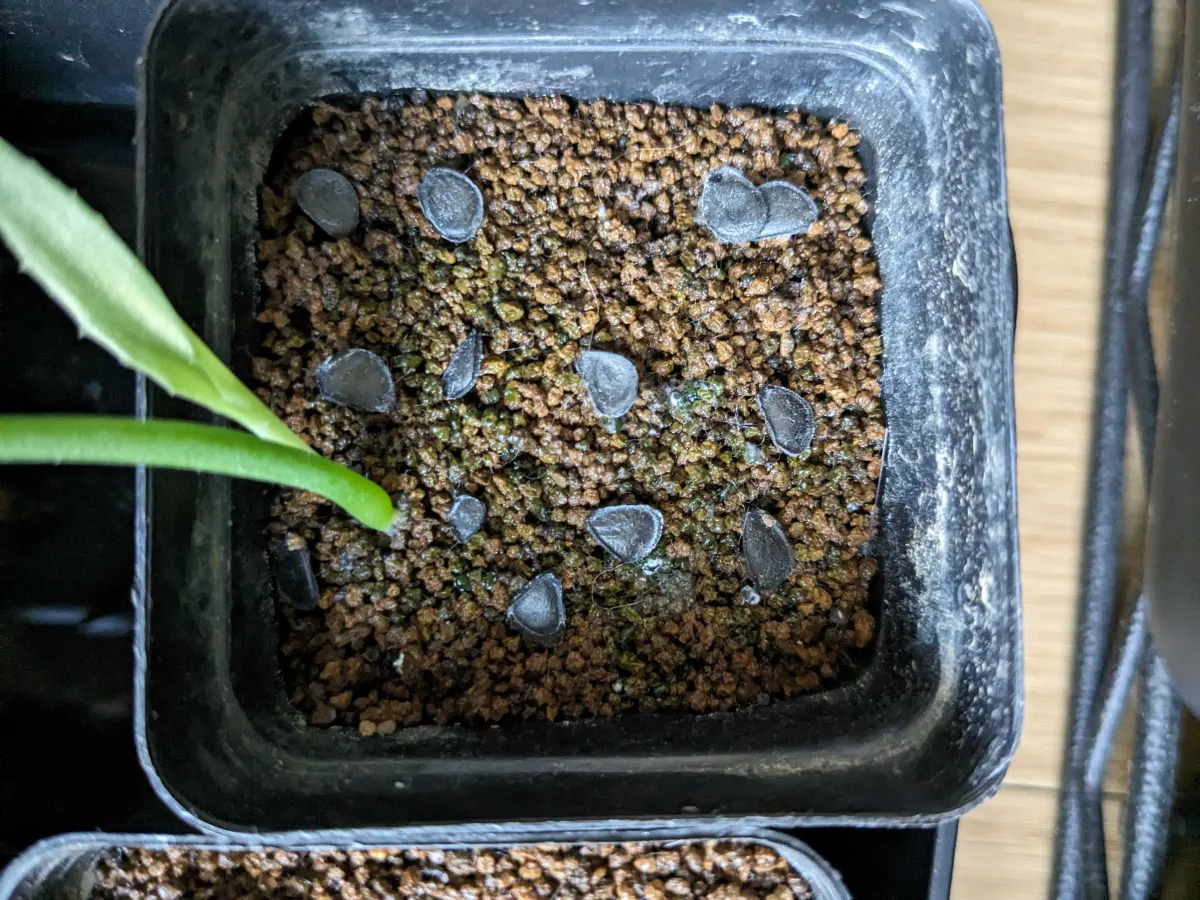 Agave chrysantha (アガベ クリサンサ)