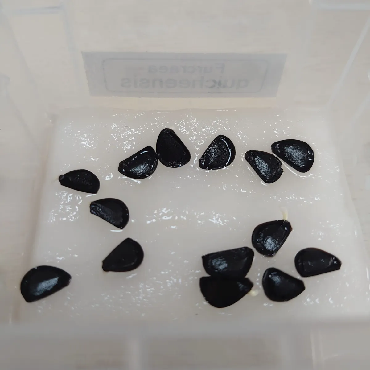 Furcraea quicheensis (フルクラエア クイケエンシス)