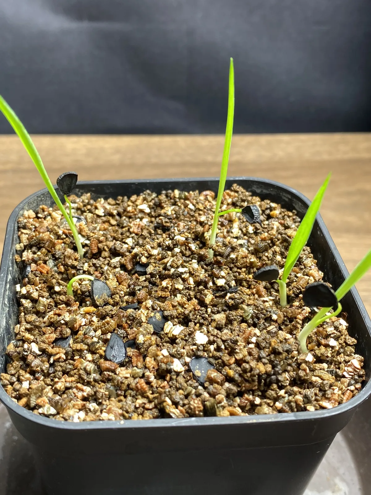 Yucca rostrata 'Gray Green' (ユッカ ロストラータ 'グレイグリーン)