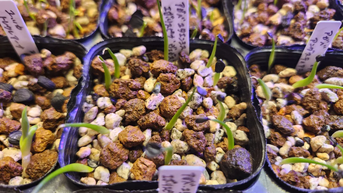 Agave utahensis var. eborispina 'Vegas' (アガベ エボリスピナ ヴェガス)