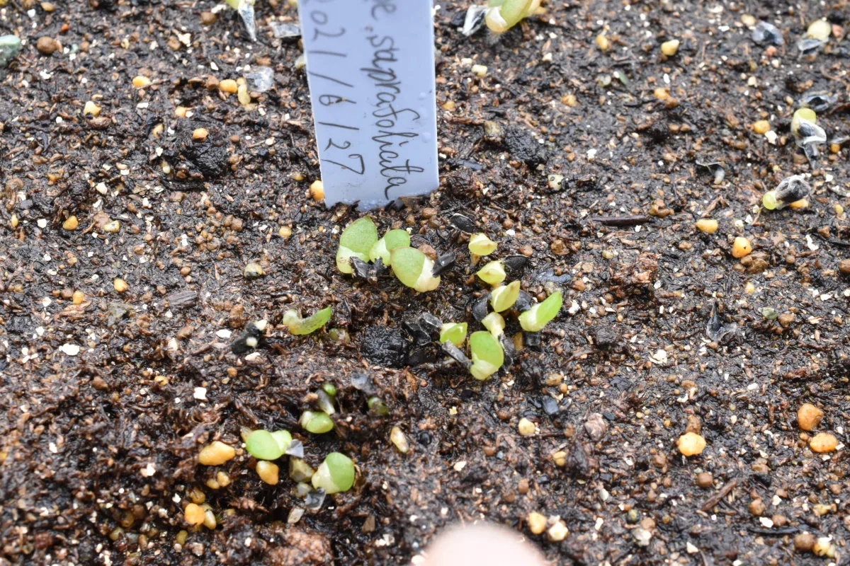 Aloe suprafoliata (アロエ スプラフォリアータ)