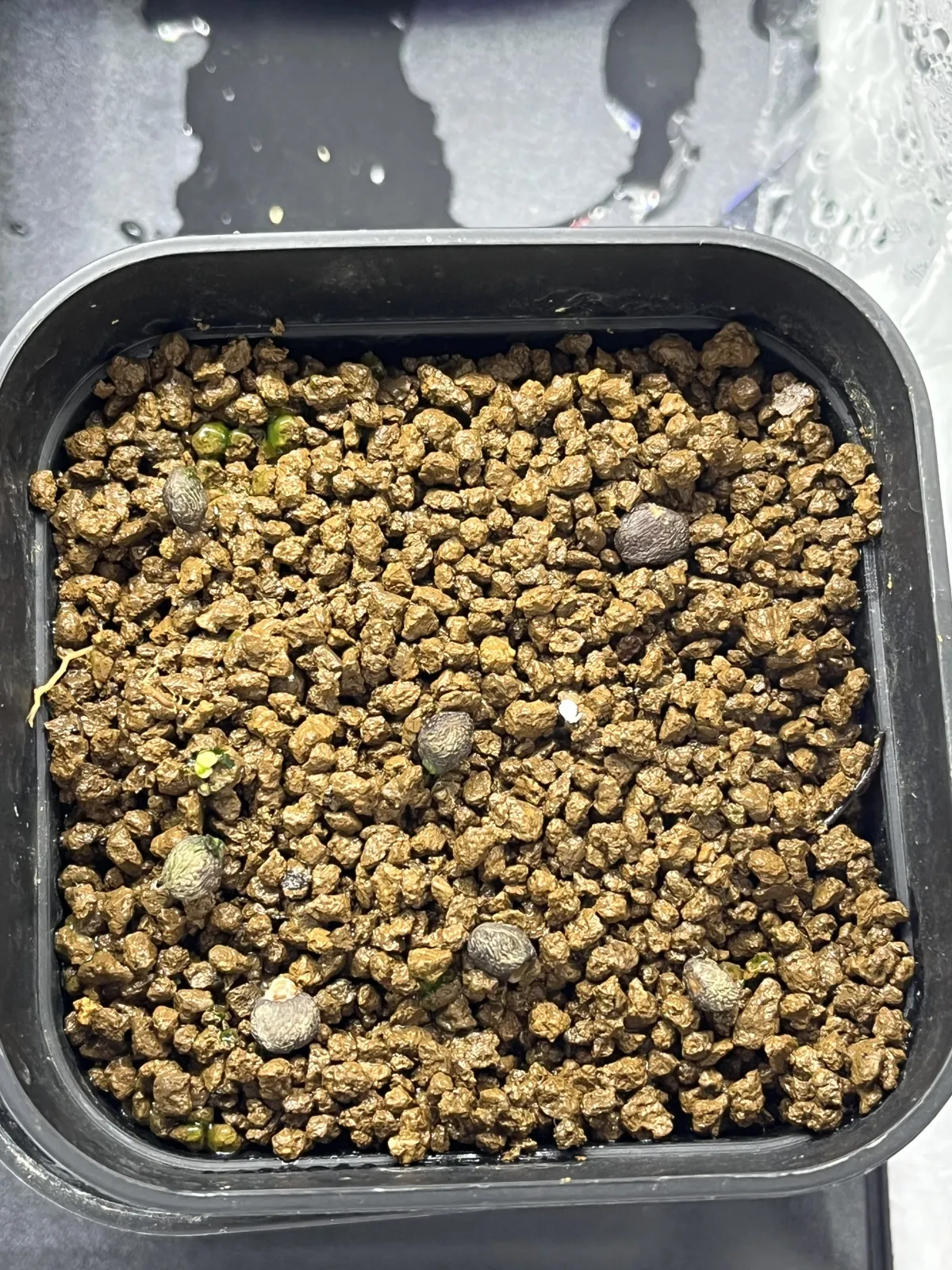 Operculicarya borealis (オペルクリカリア ボレアリス)