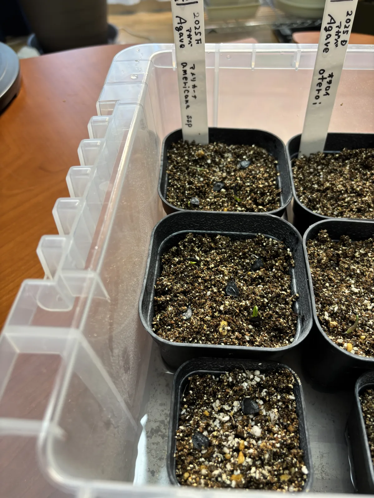 Agave americana ssp. americana (アガベ アメリカーナ)