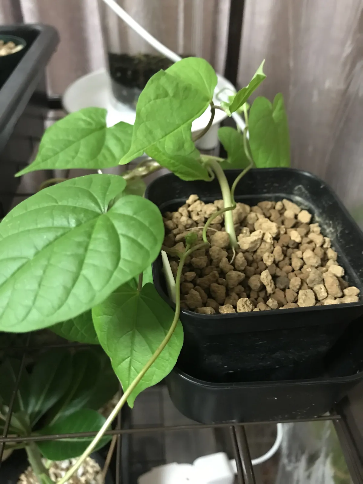 Ipomoea Ipomoea sp. (イポメア)