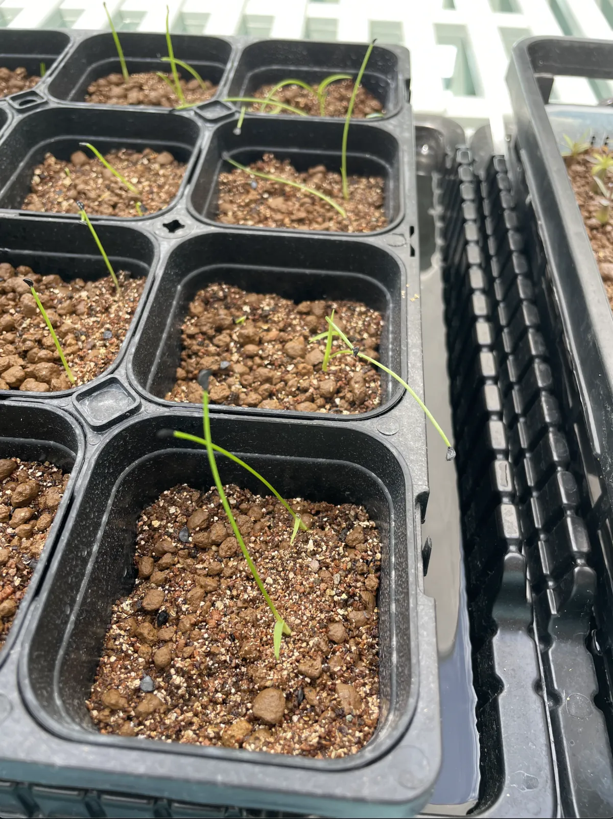 Agave attenuata subsp. dentata (アガベ アテナータ デンタータ)