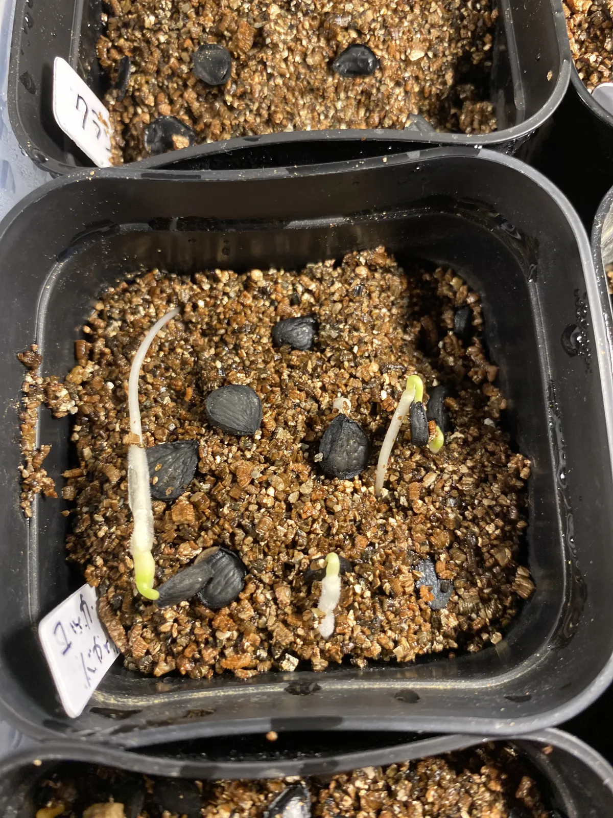 Yucca baccata var. baccata (ユッカ バッカタ)