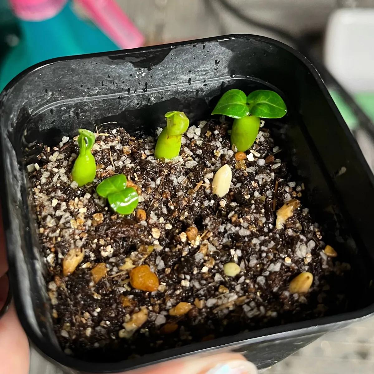 Adenium DHA PPL (アデニウム DHA PPL)