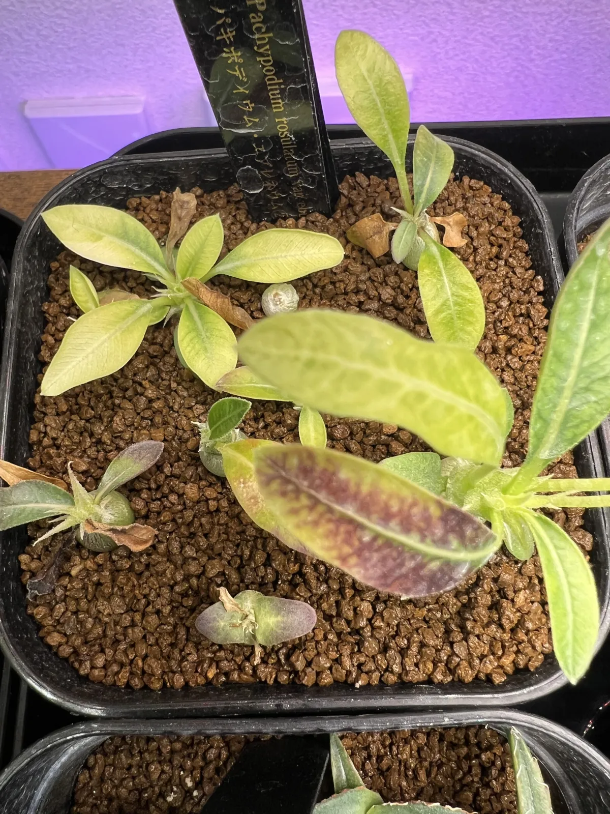 Pachypodium rosulatum var. eburneum (パキポディウム エブレネウム)