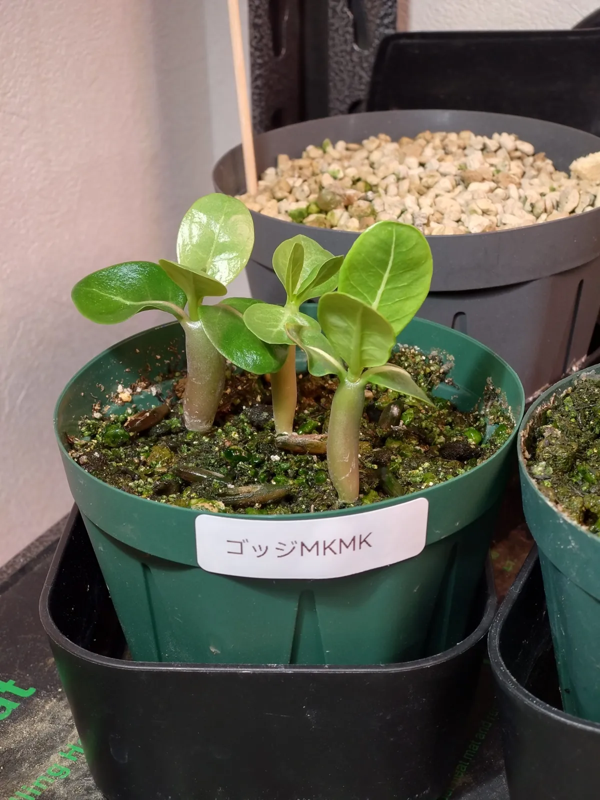 Adenium arabicum Godji x MKMK (アデニウム アラビカム ゴッジ x MKMK)