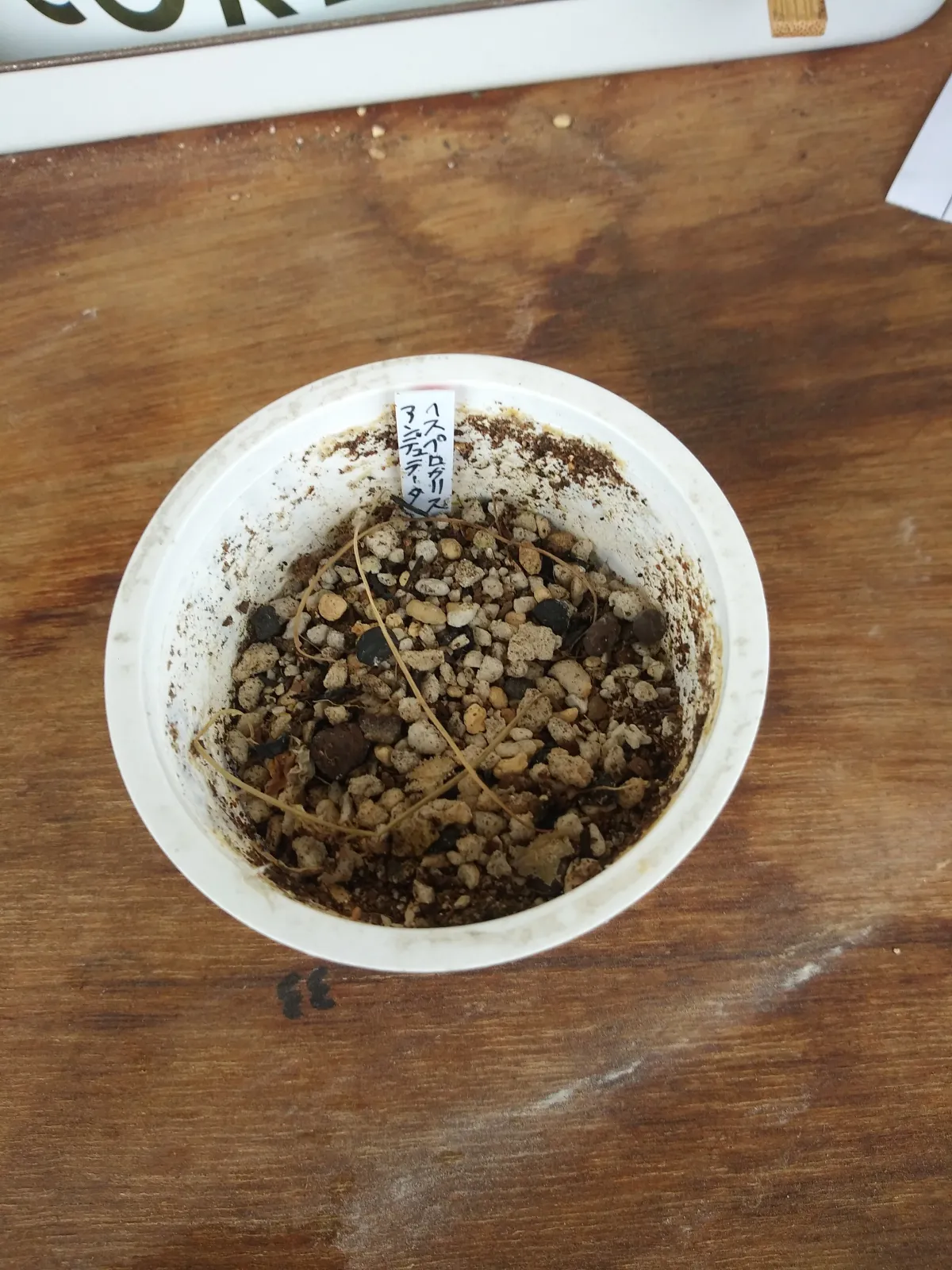 Hesperocallis undulata (ヘスペロカリス アンデュラータ)