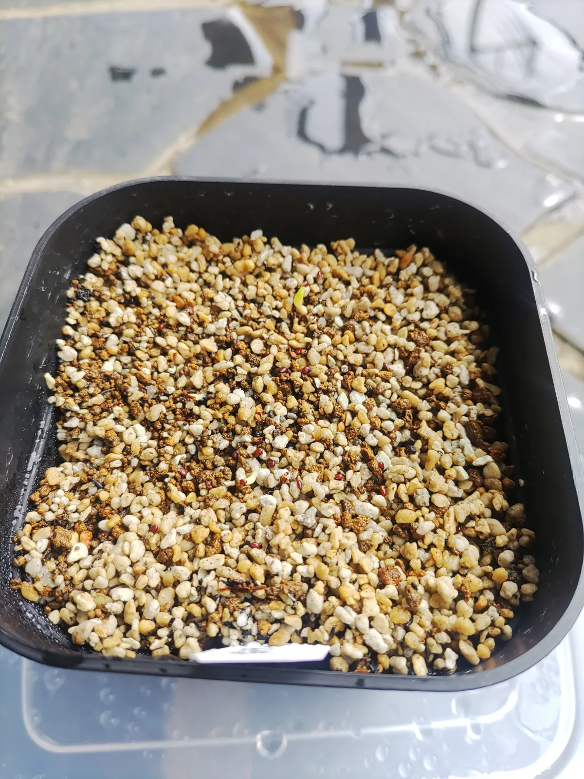 Echinocactus grusonii (エキノカクタス キンシャチ)