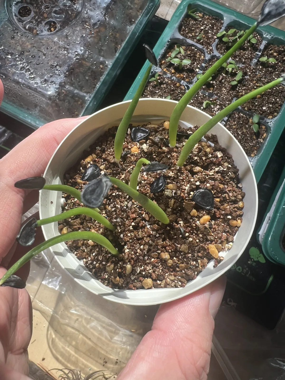 Agave americana ssp. protoamericana (アガベ プロトアメリカーナ)