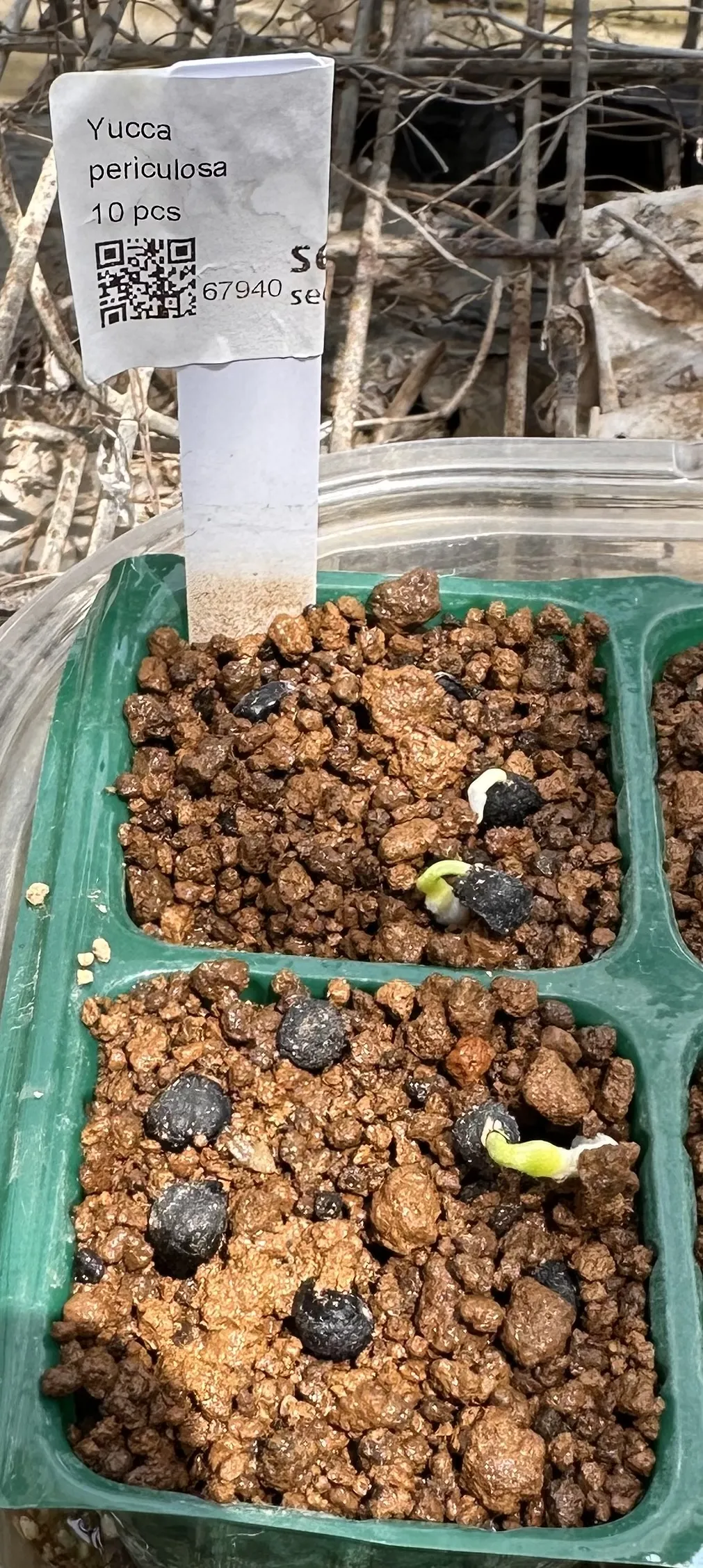 Yucca periculosa (ユッカ ペリクローサ)