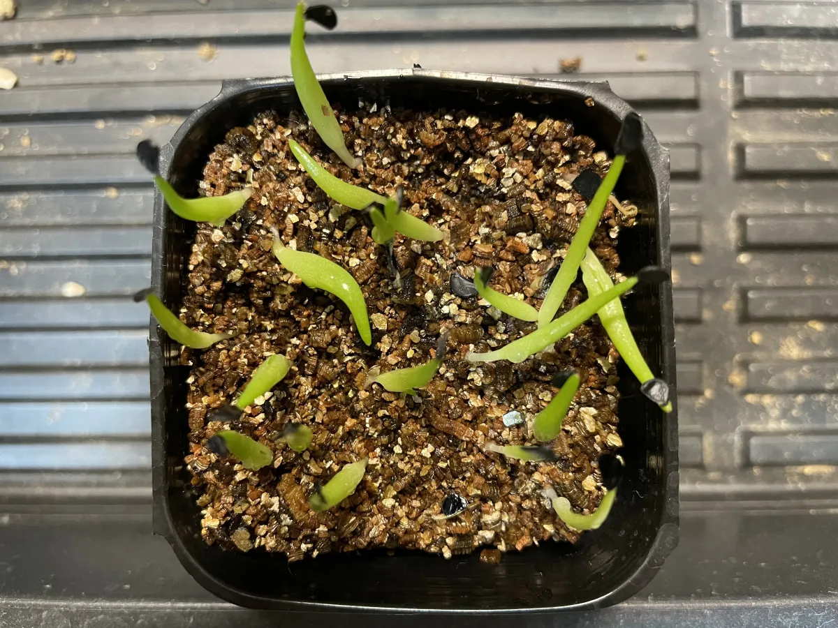 Agave oteroi (アガベ オテロイ)