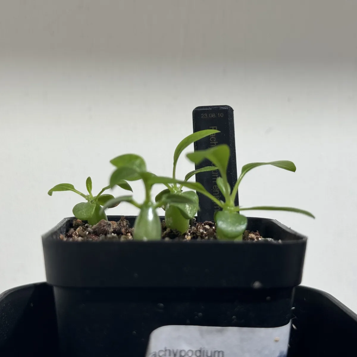 Pachypodium enigmaticum (パキポディウム エニグマチカム)