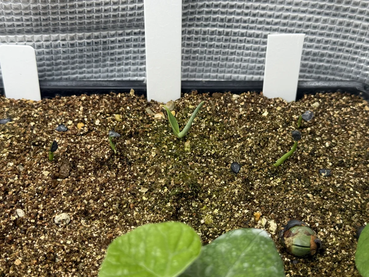 Agave montana (アガベ モンタナ)