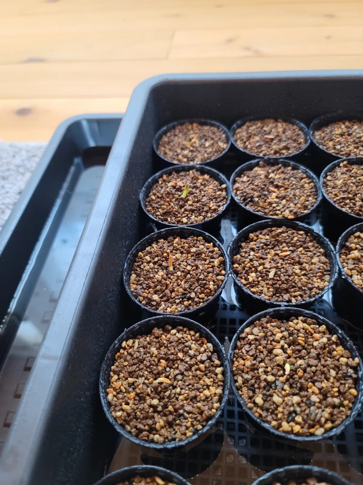 Pachypodium rosulatum ssp. cactipes (パキポディウム カクチペス)