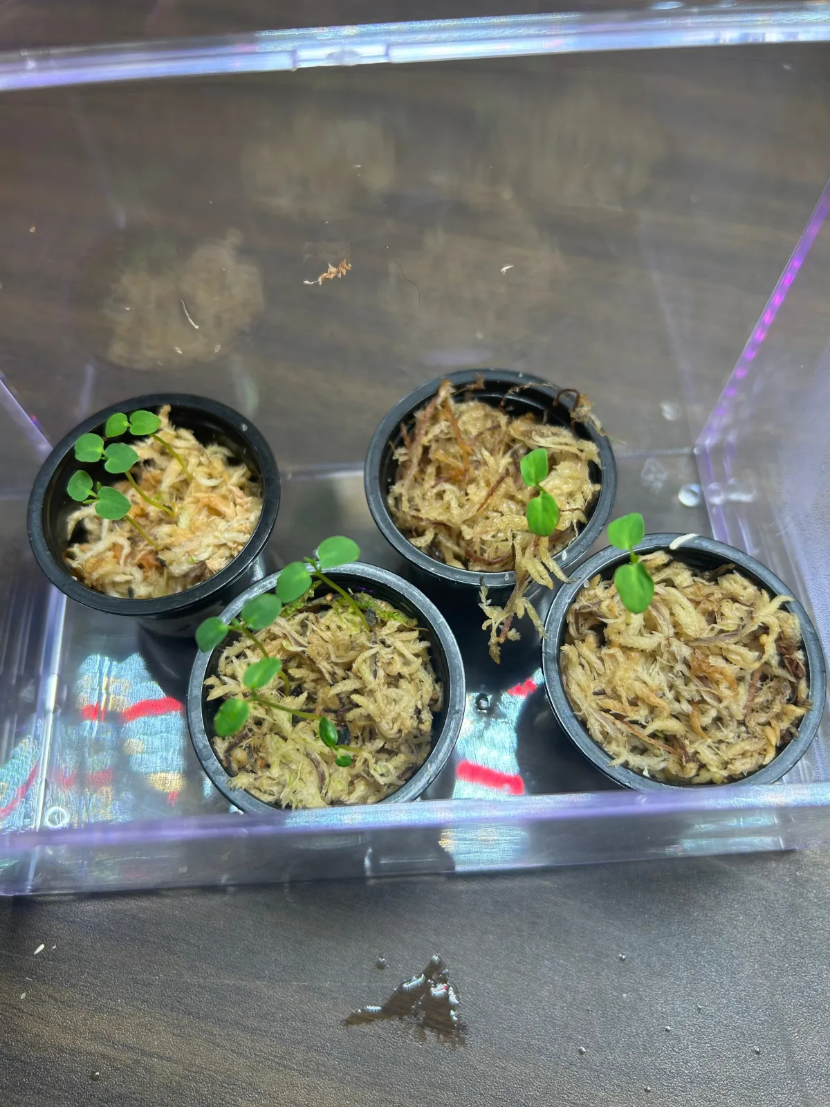 Aristolochia leuconeura (アリストロキア レウコネウラ)