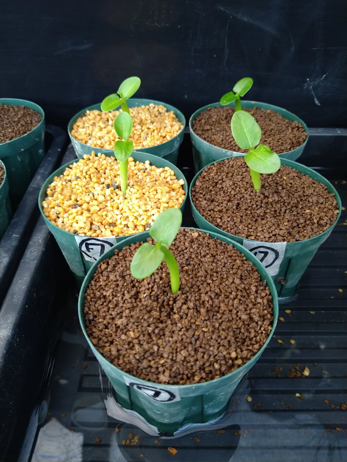 Pachypodium lamerei (パキポディウム ラメレイ 夢叶棒)