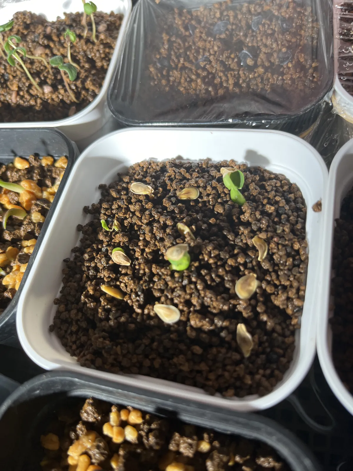 Fockea edulis (フォッケア 火星人)