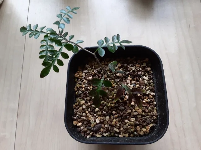 Operculicarya pachypus (オペルクリカリア パキプス)