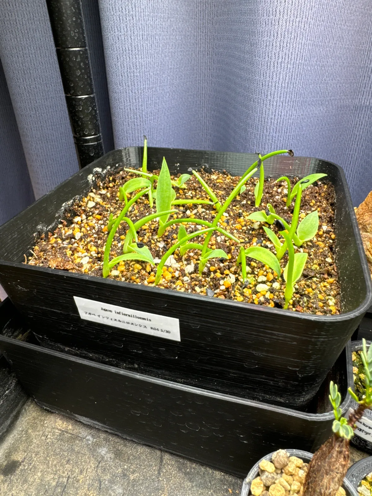 Agave infiernilloensis (アガベ インフィエルニロエンシス)