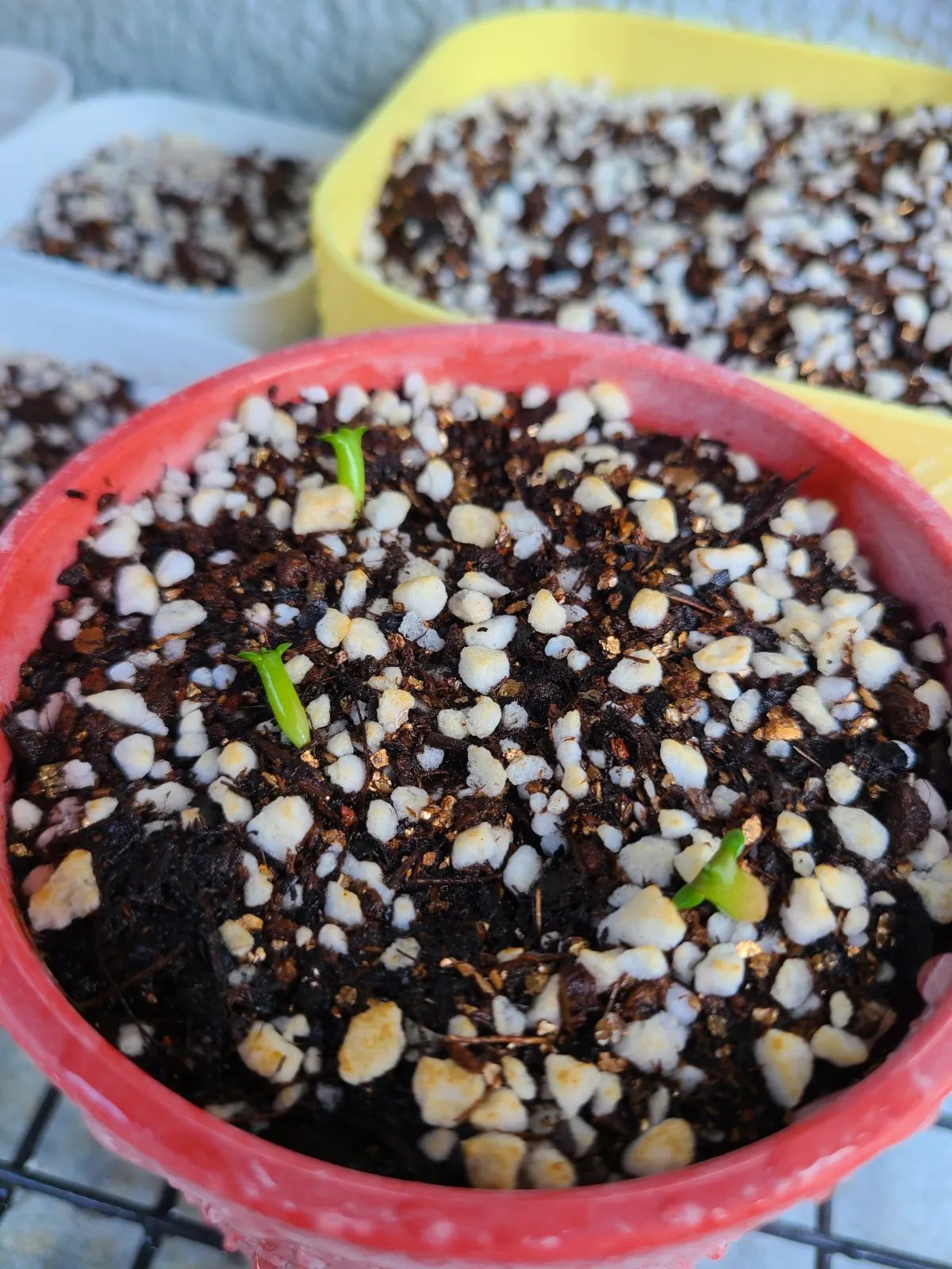 Euphorbia stellata (ユーフォルビア ステラータ 飛竜)