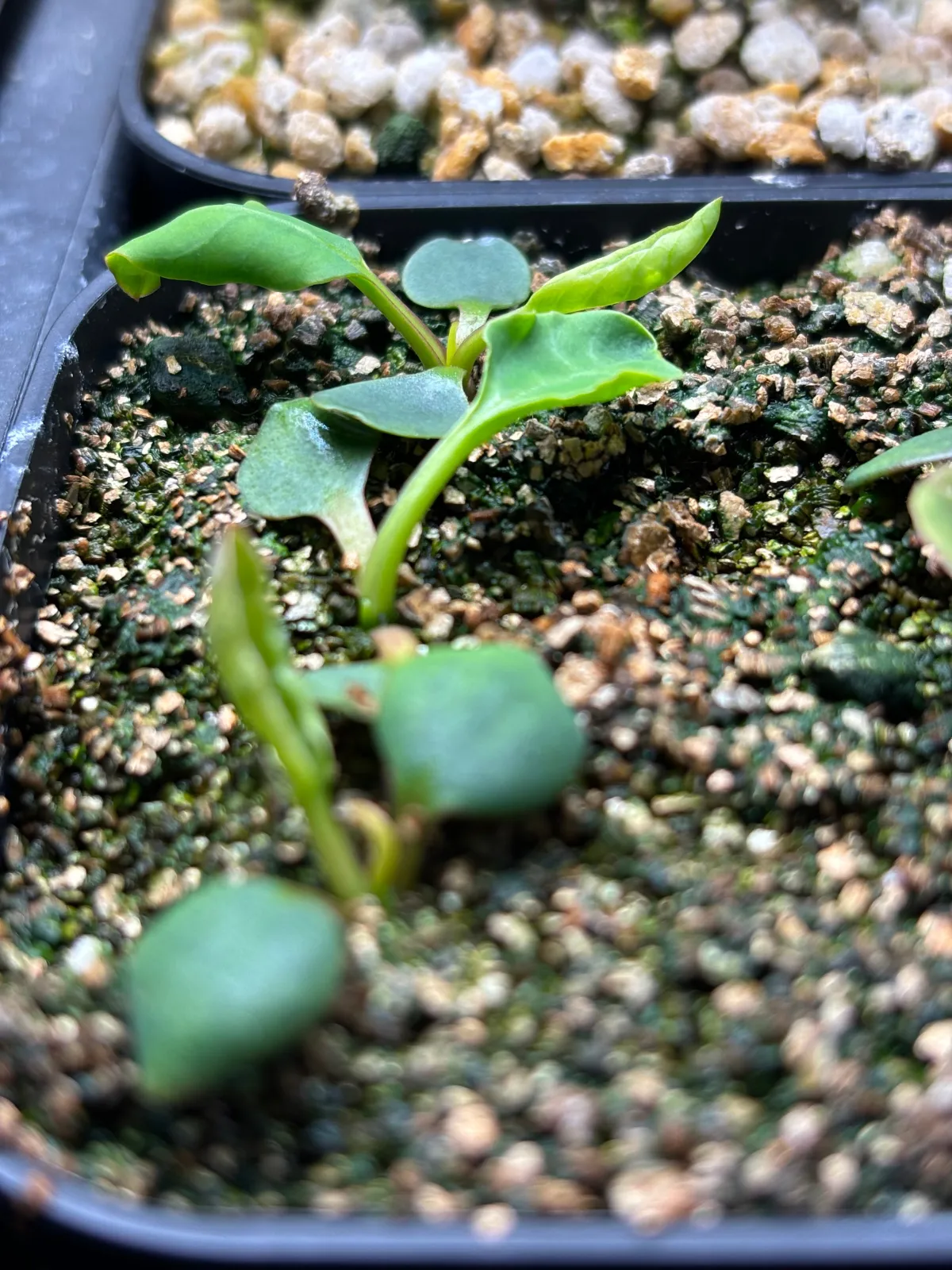 Euphorbia guillauminiana (ユーフォルビア ギラウミニアナ)