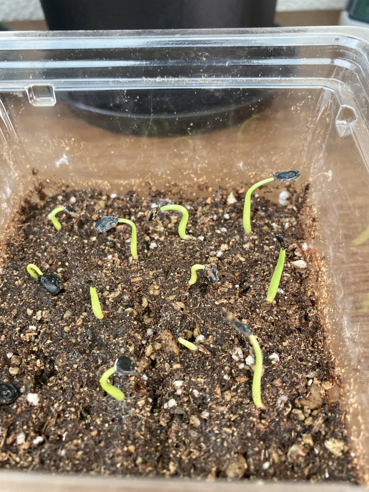 Agave havardiana (アガベ ハバルディアナ)