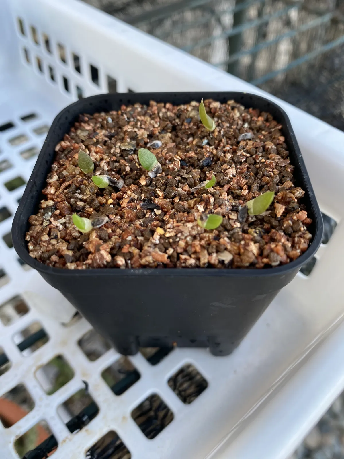 Aloe broomii (アロエ ブルーミー)