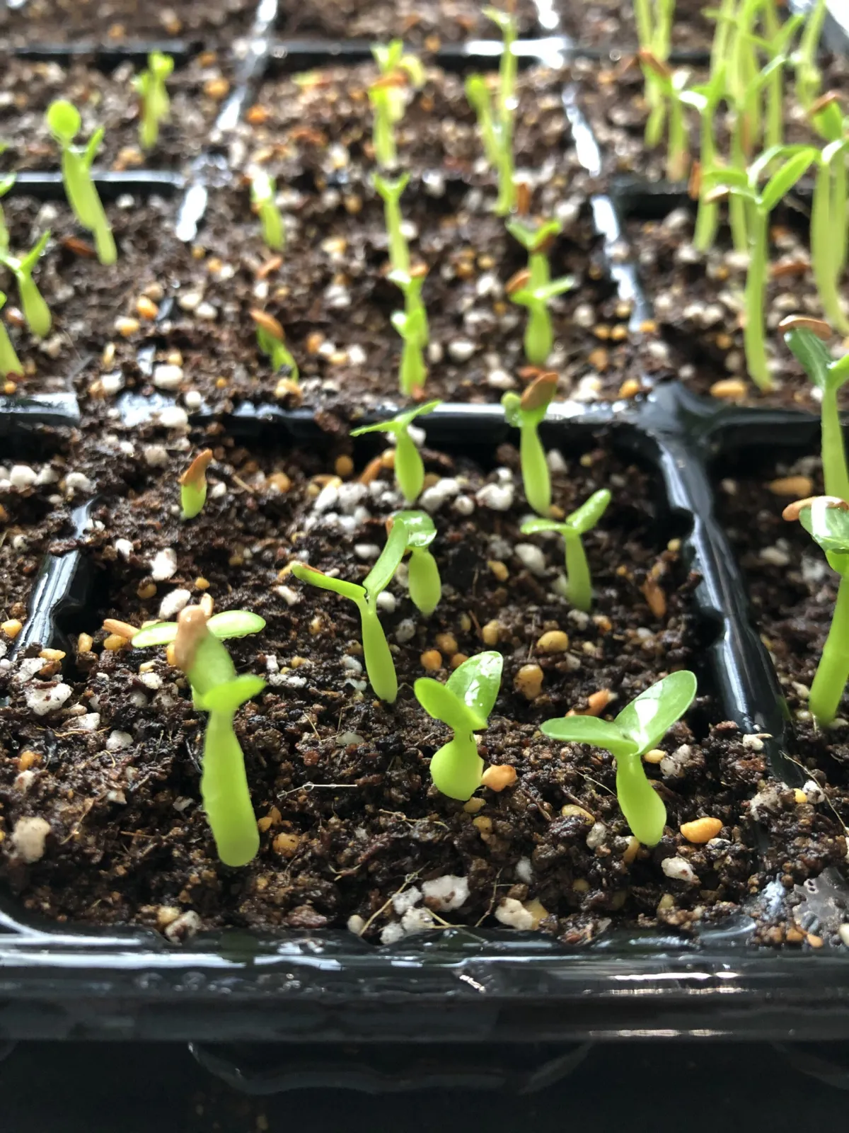 Pachypodium rosulatum var. eburneum (パキポディウム エブレネウム)