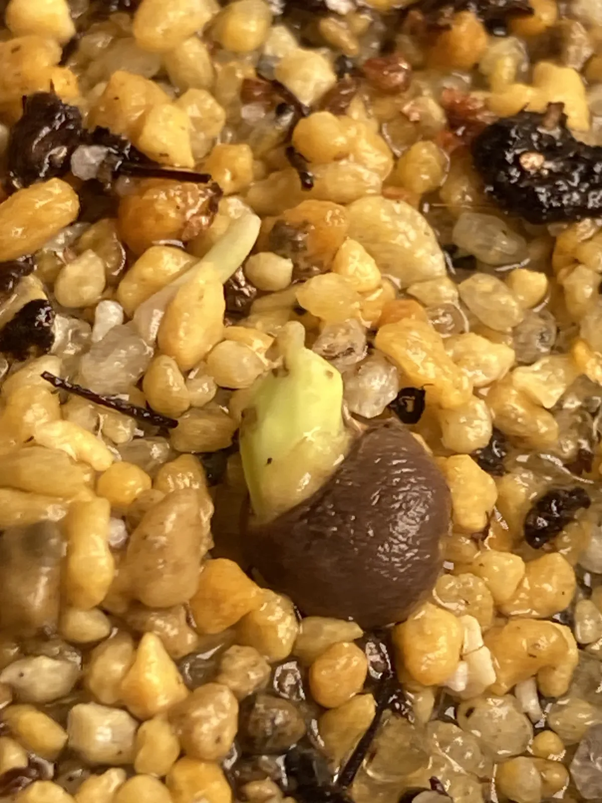 Operculicarya pachypus (オペルクリカリア パキプス)