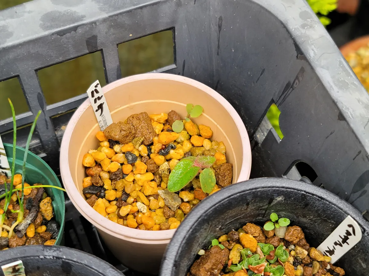 Ochroma pyramidale (オクロマ ピラミデイル)