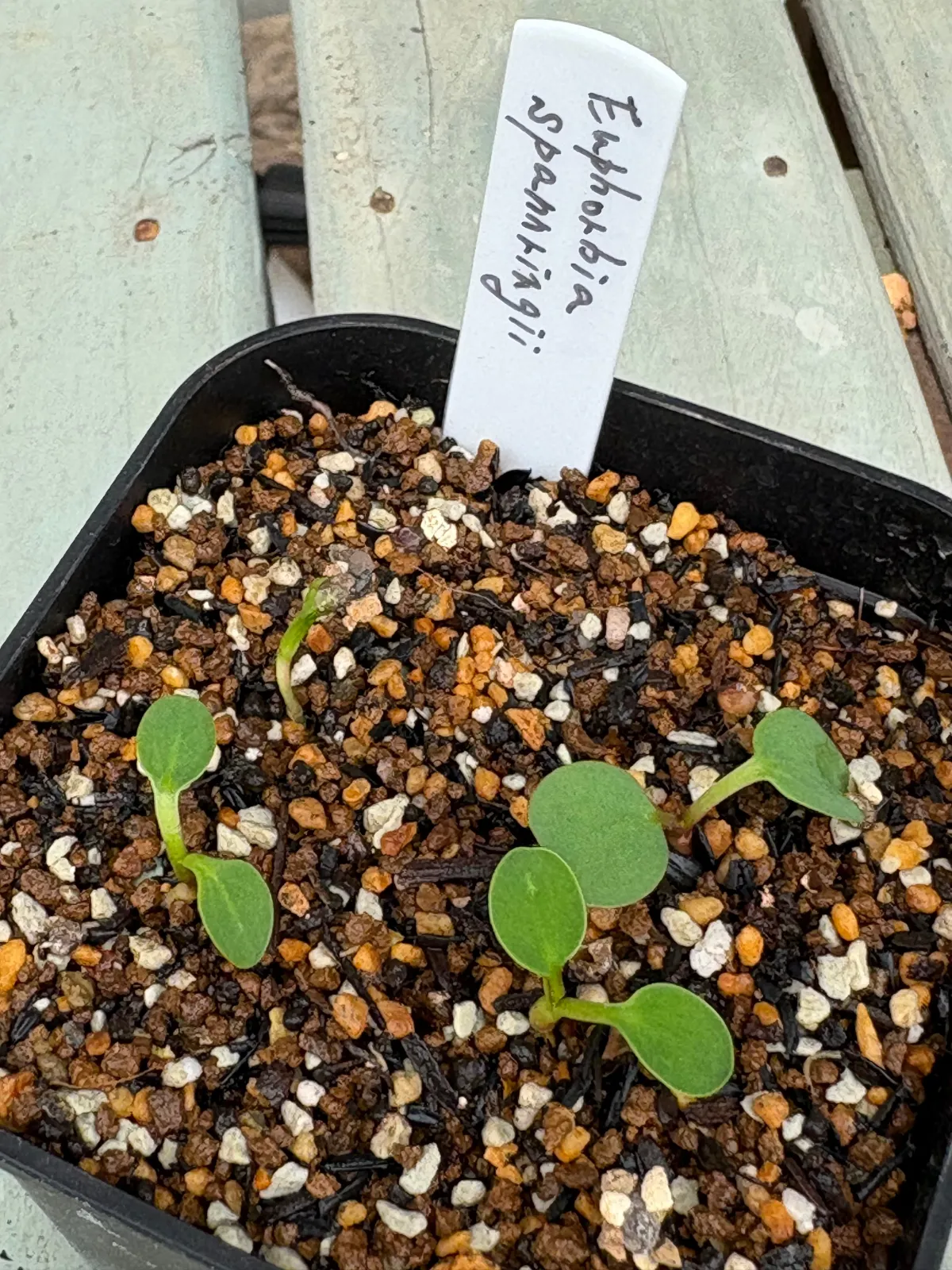 Euphorbia spannringii (ユーフォルビア スパンリンギー フィッシュボーン)