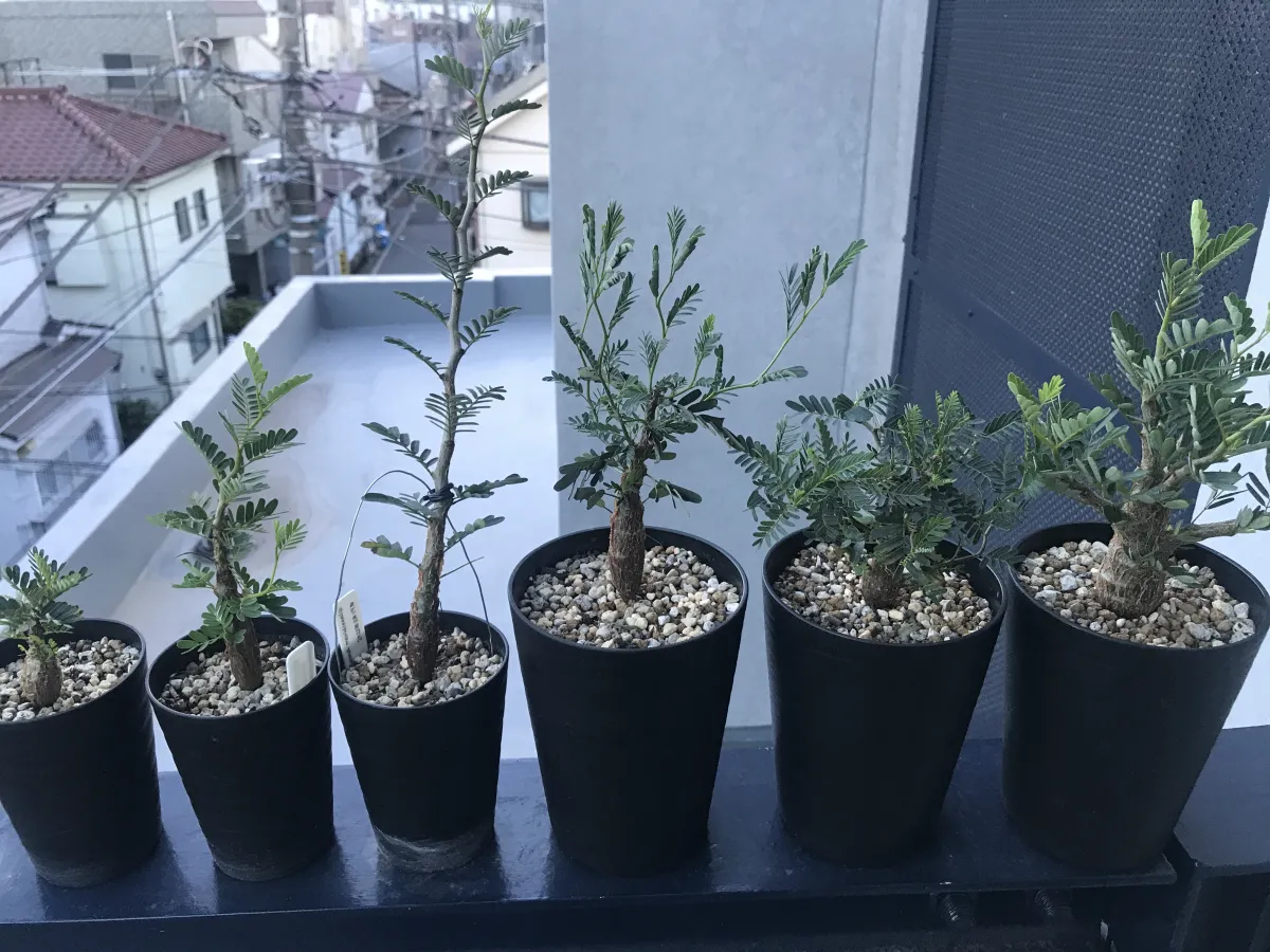 Senna meridionalis (センナ メリディオナリス)